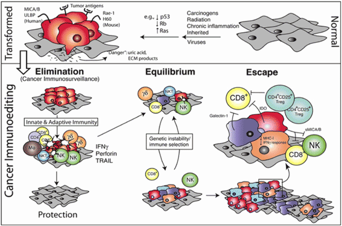 肿瘤免疫编辑（Cancer Immunoediting）